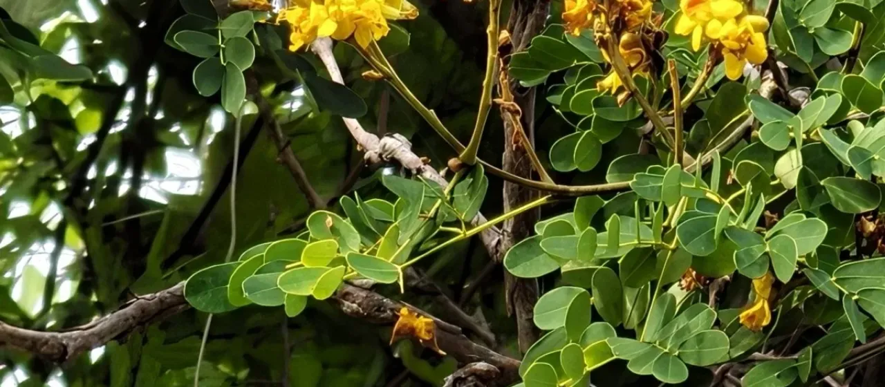 Libidibia sclerocarpa