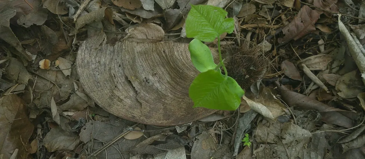 Centrolobium ochroxylum