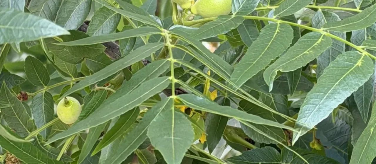 Hinds's black walnut