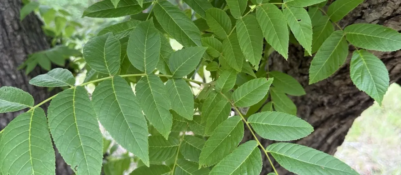 Arizona walnut