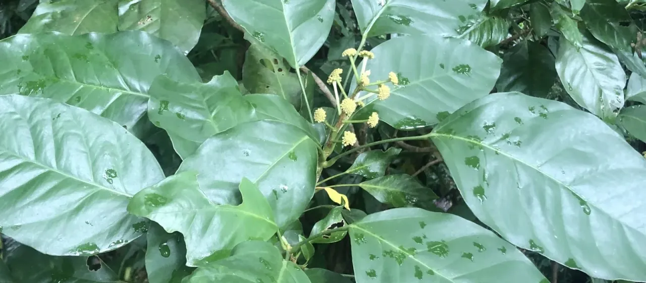 Dendropanax arboreus