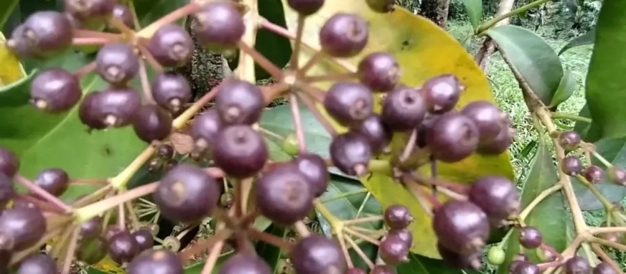 Dendropanax cuneatus