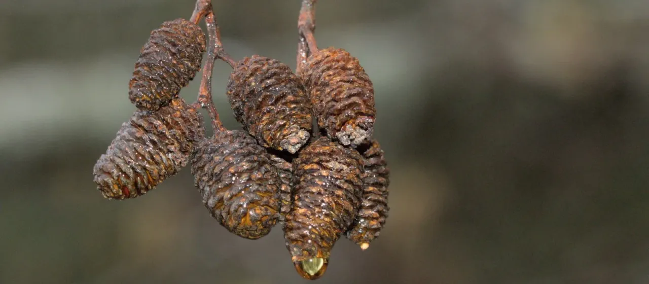 Red alder