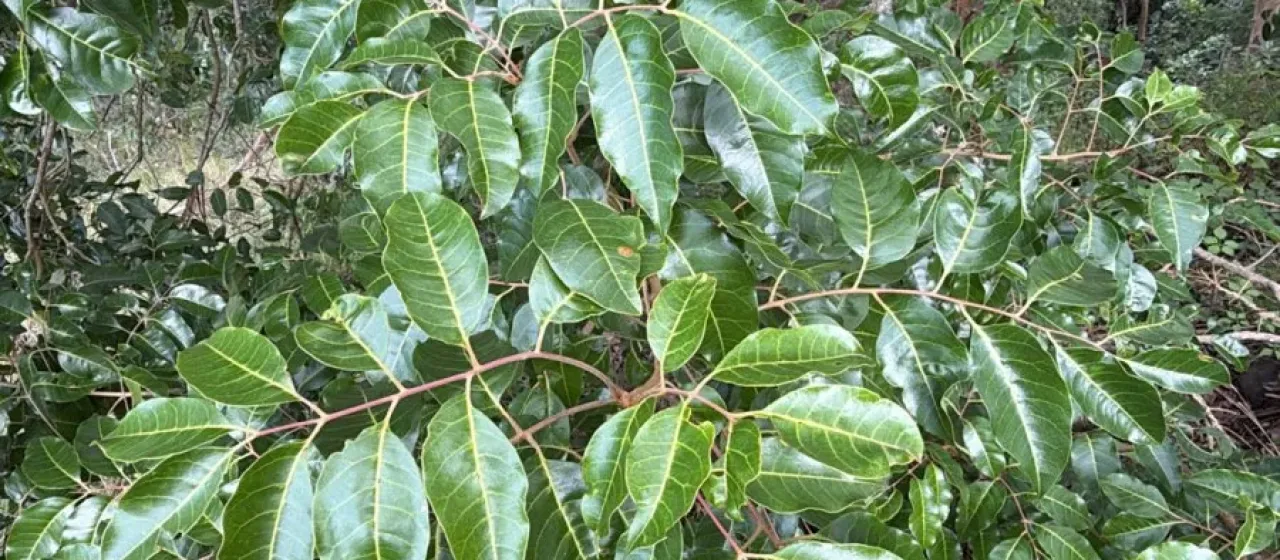 Euroschinus falcatus