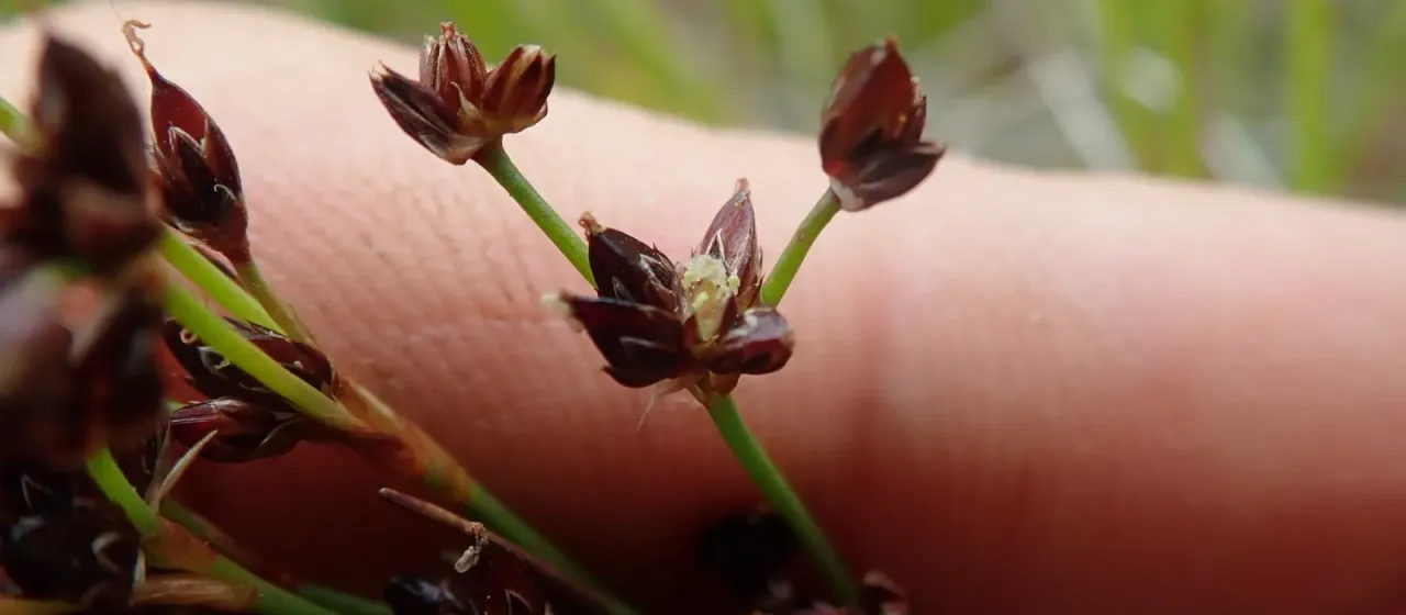 Jointleaf rush