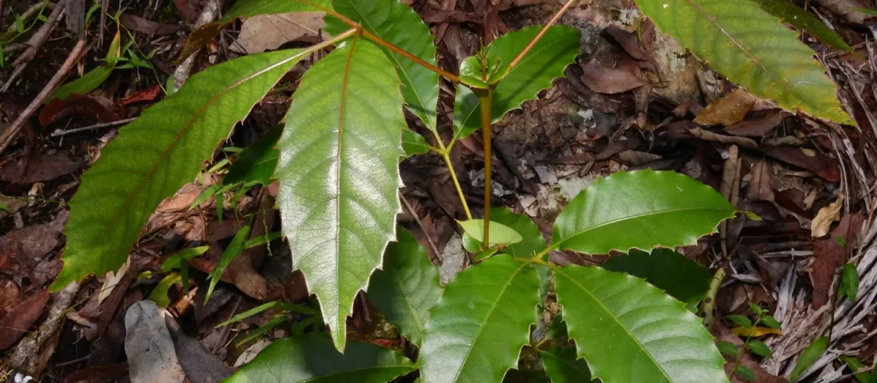 Karrabina benthamiana
