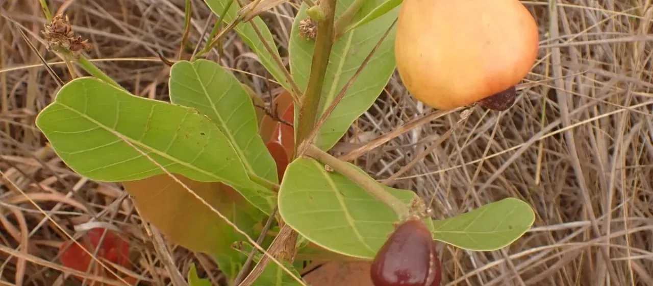 Anacardium humile
