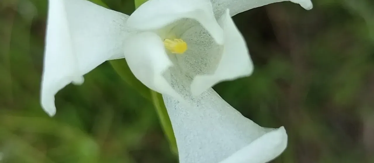 Cipura campanulata
