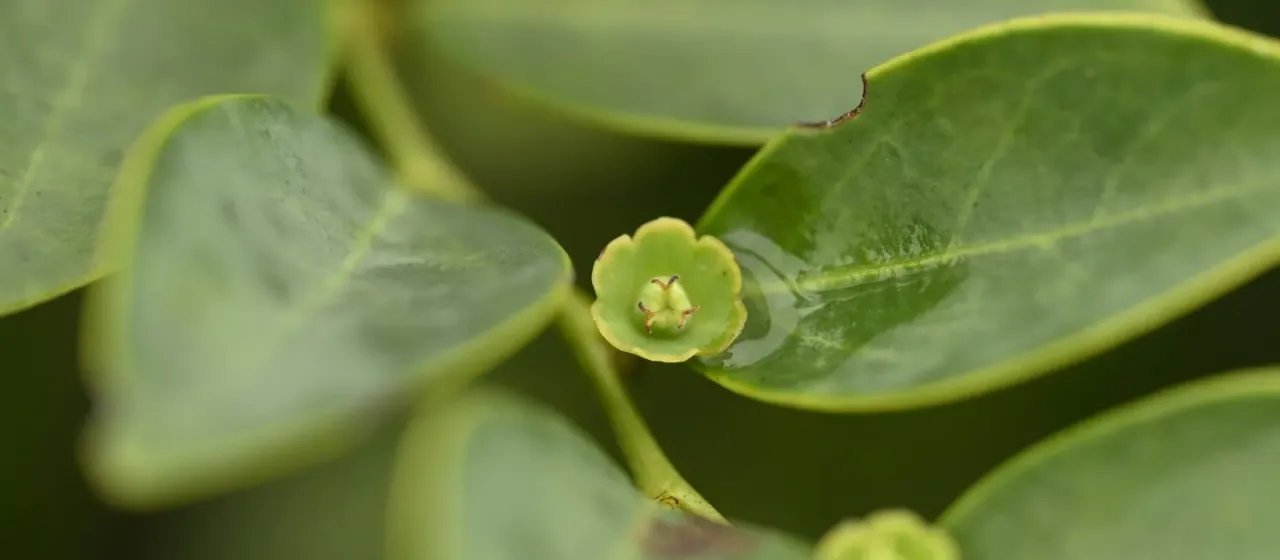 Breynia fruticosa