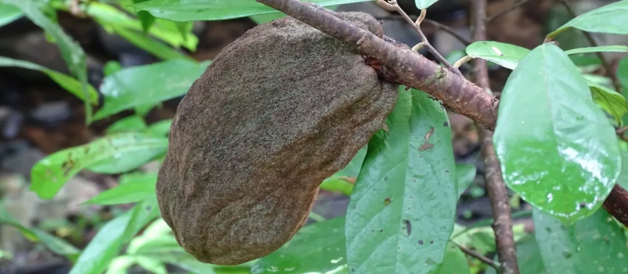 Theobroma angustifolium