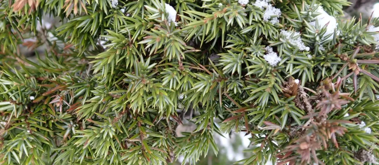 Juniperus communis var. depressa