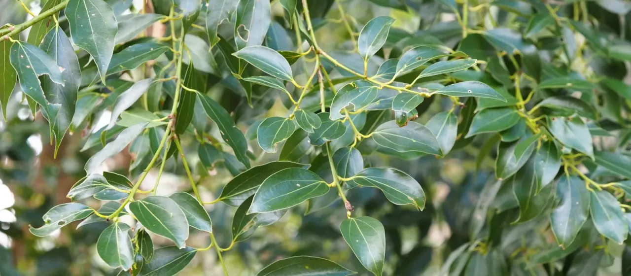 Japanese cinnamon