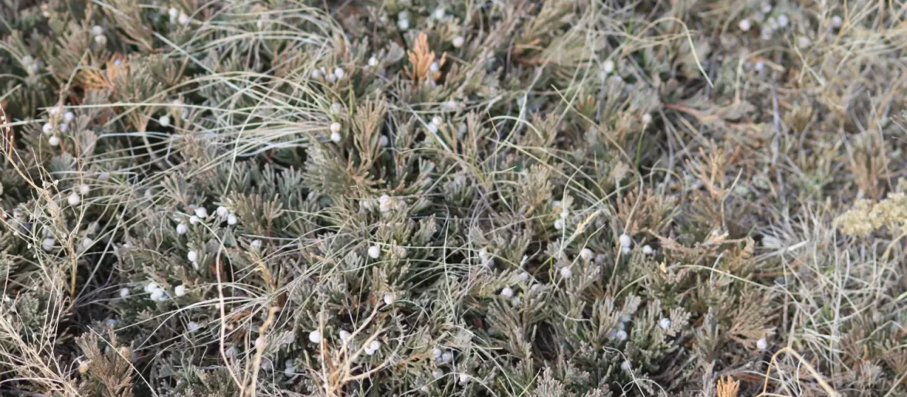 Creeping juniper