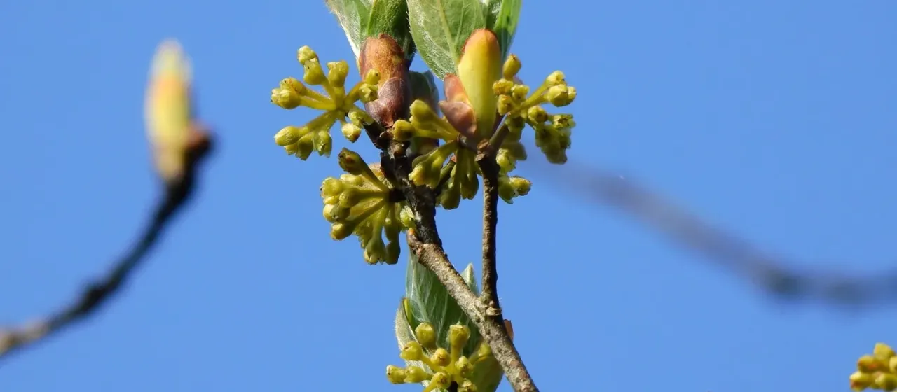 Lindera erythrocarpa