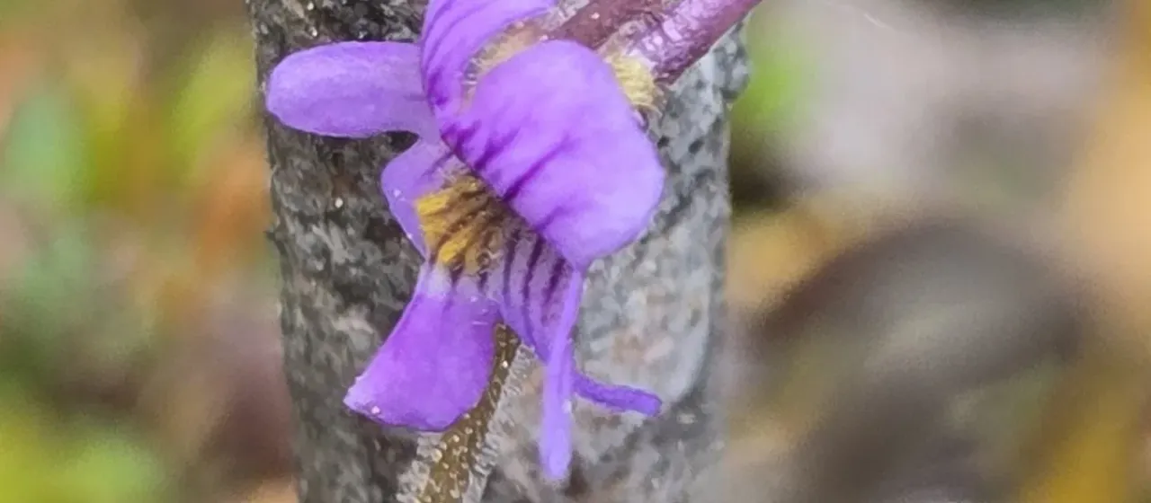 Hairy butterwort