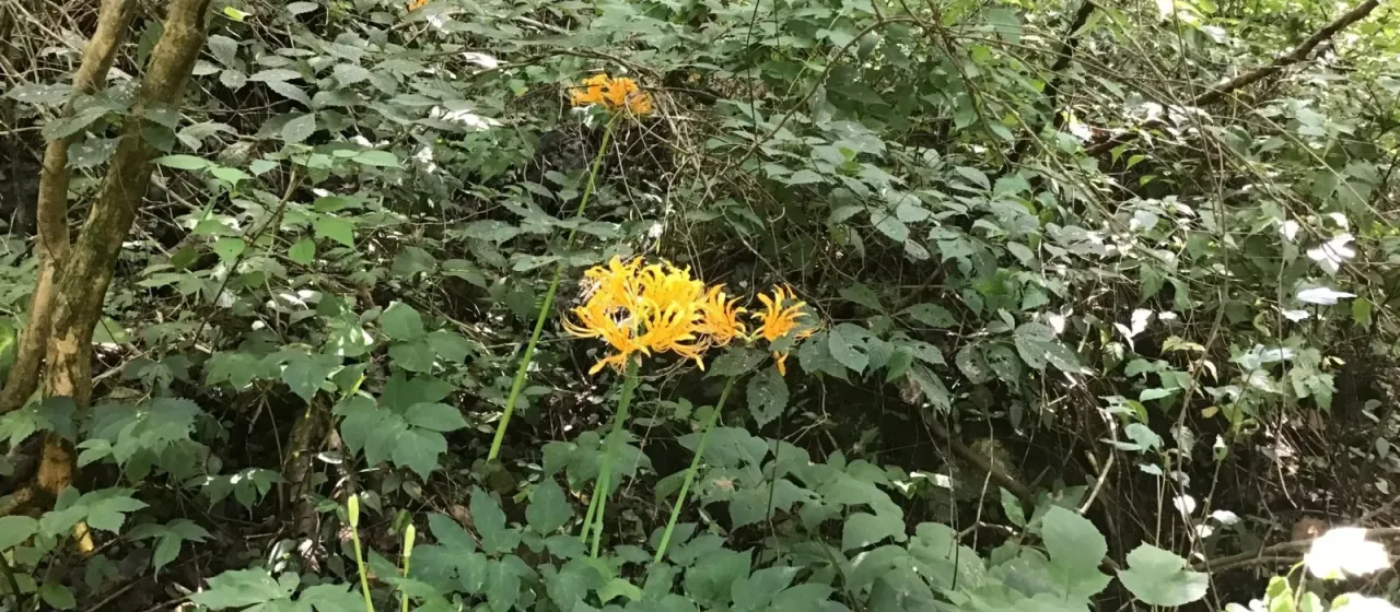 Lycoris chinensis