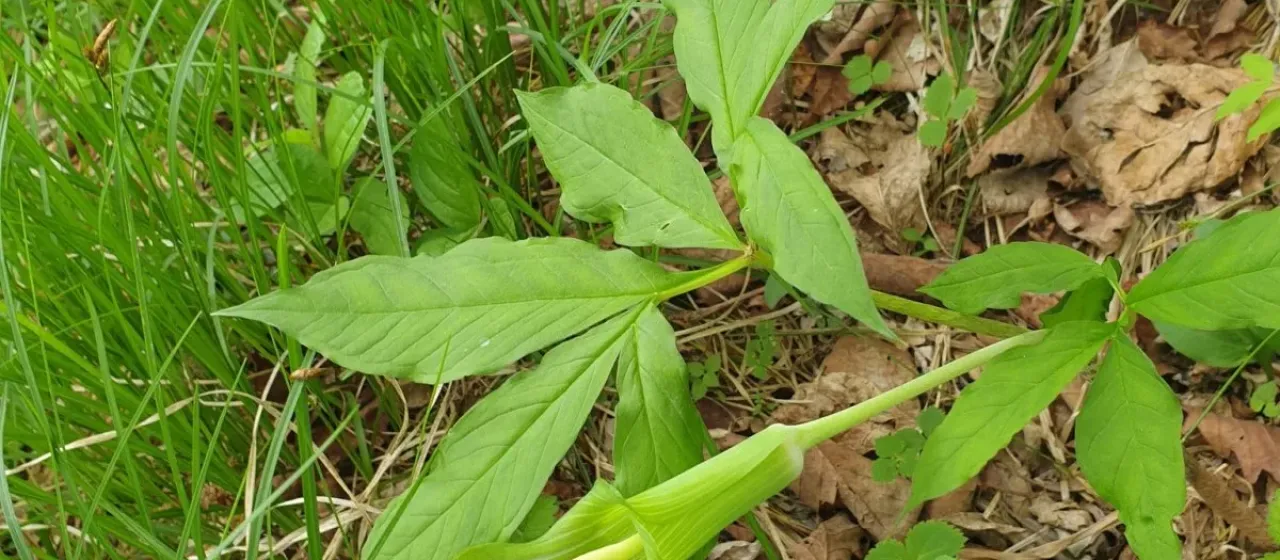 Amur Jack-in-the-pulpit