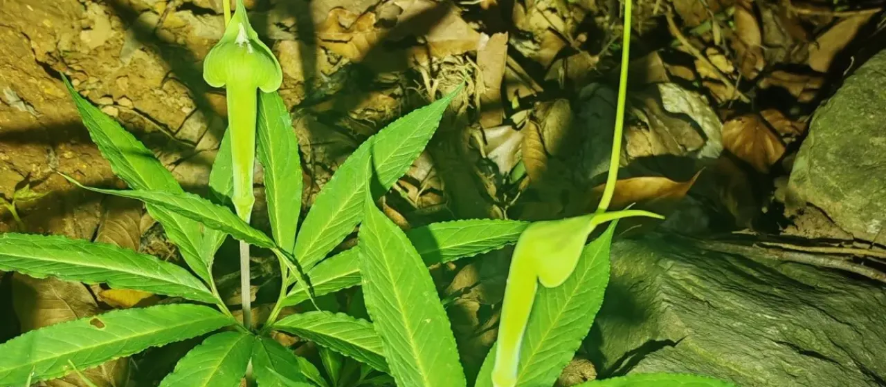 Arisaema heterophyllum