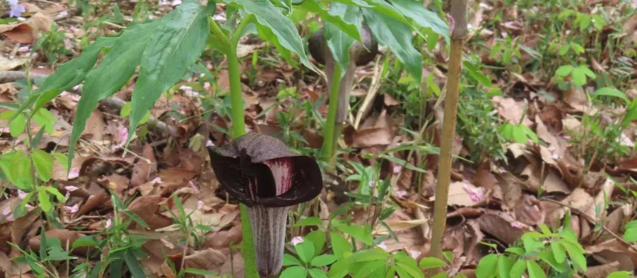 Arisaema thunbergii