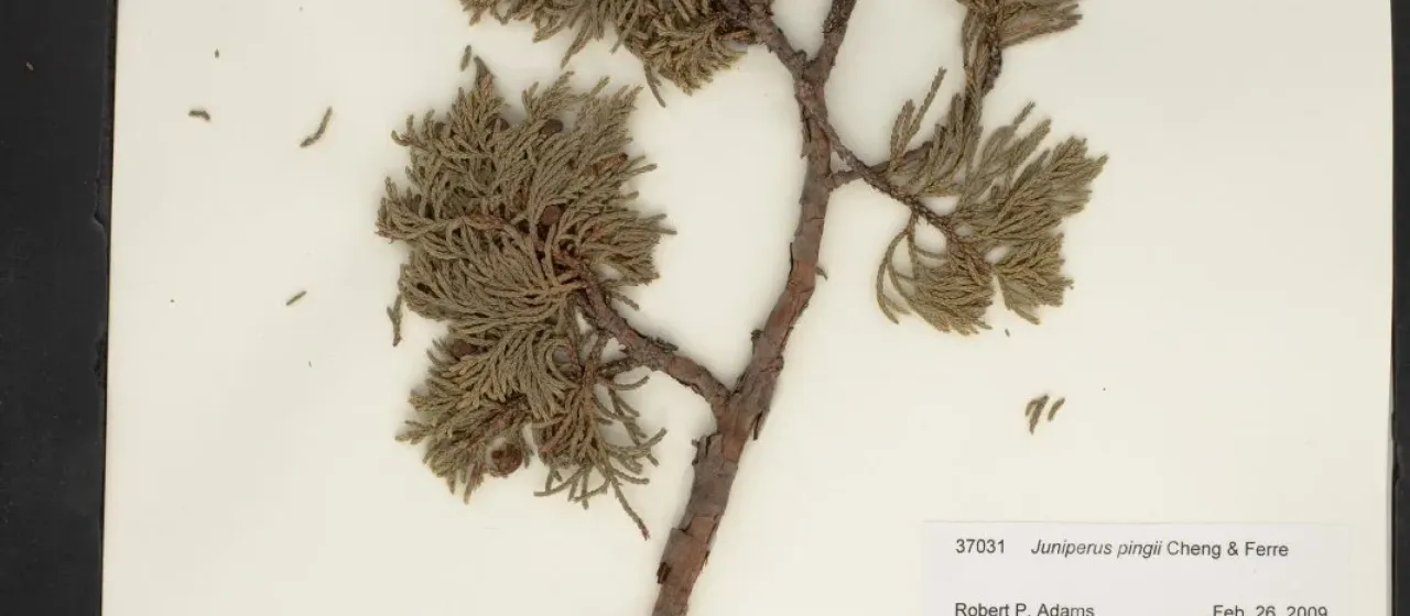 Juniperus pingii