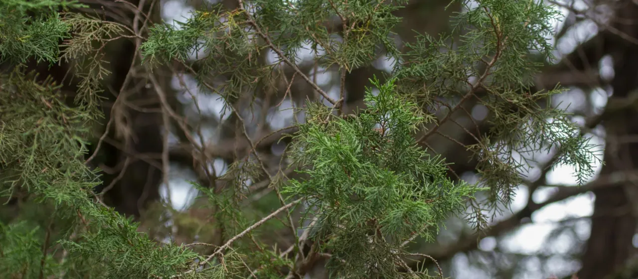 East African juniper
