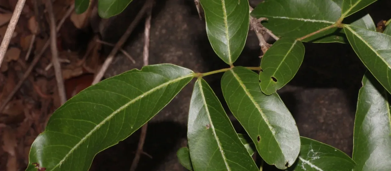 Lepisanthes tetraphylla