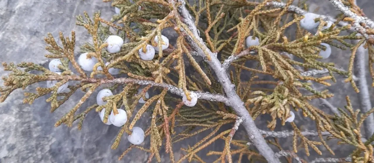 Savin juniper