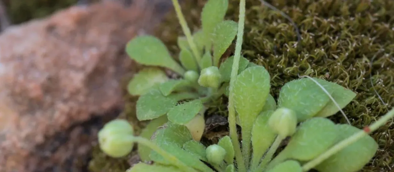 Bellium minutum