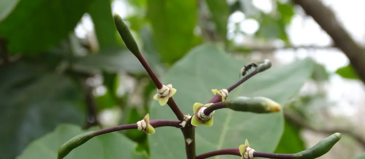Morisonia frondosa