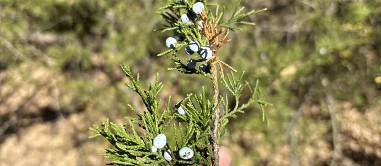 Eastern red cedar