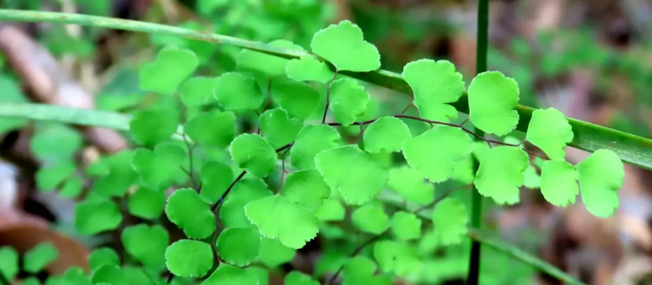 Common maidenhair