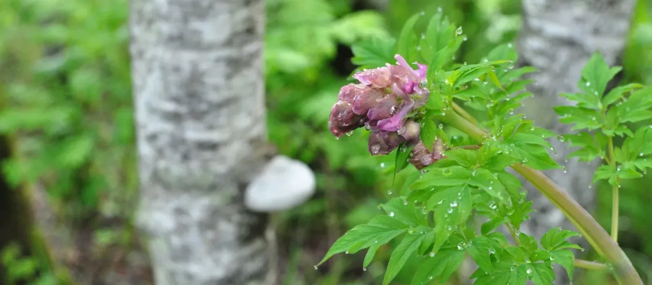 Giant corydalis