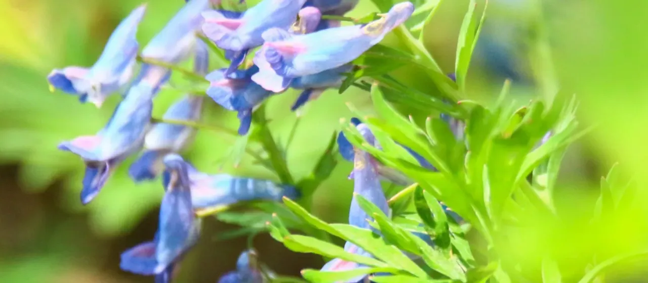 Corydalis turtschaninovii