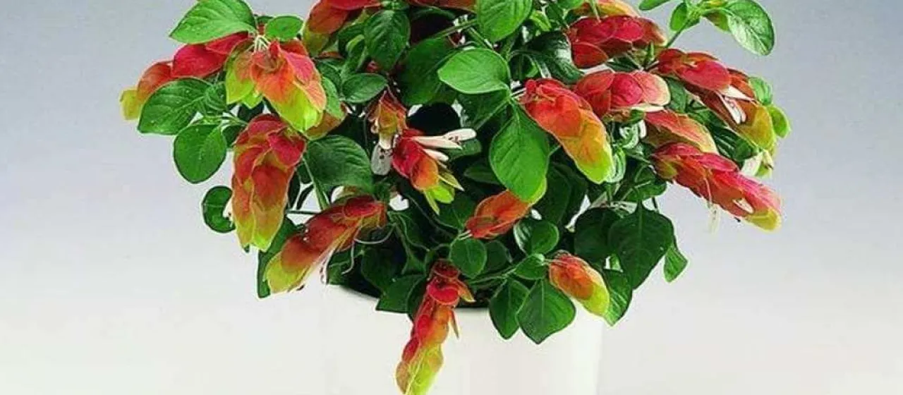Mexican shrimp-plant