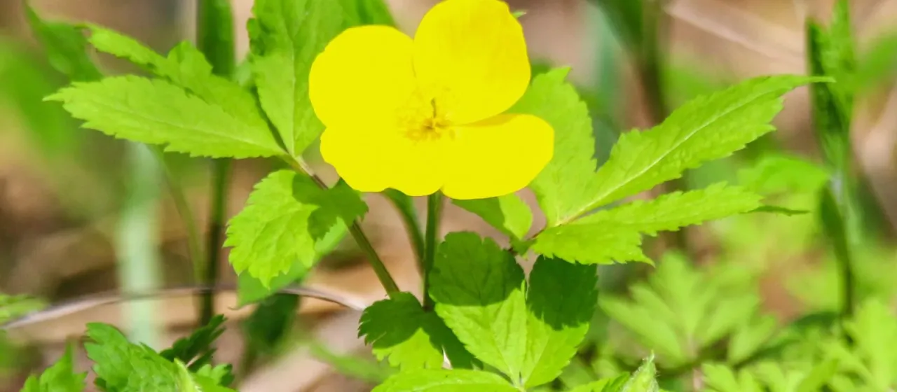 Hylomecon vernalis