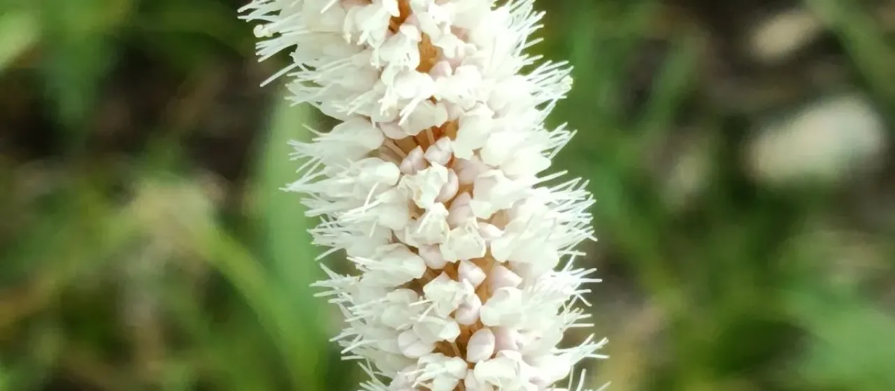 Meadow bistort