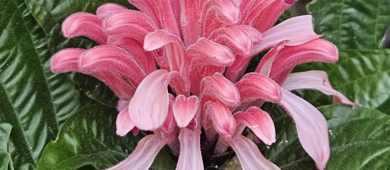 Brazilian plume flower