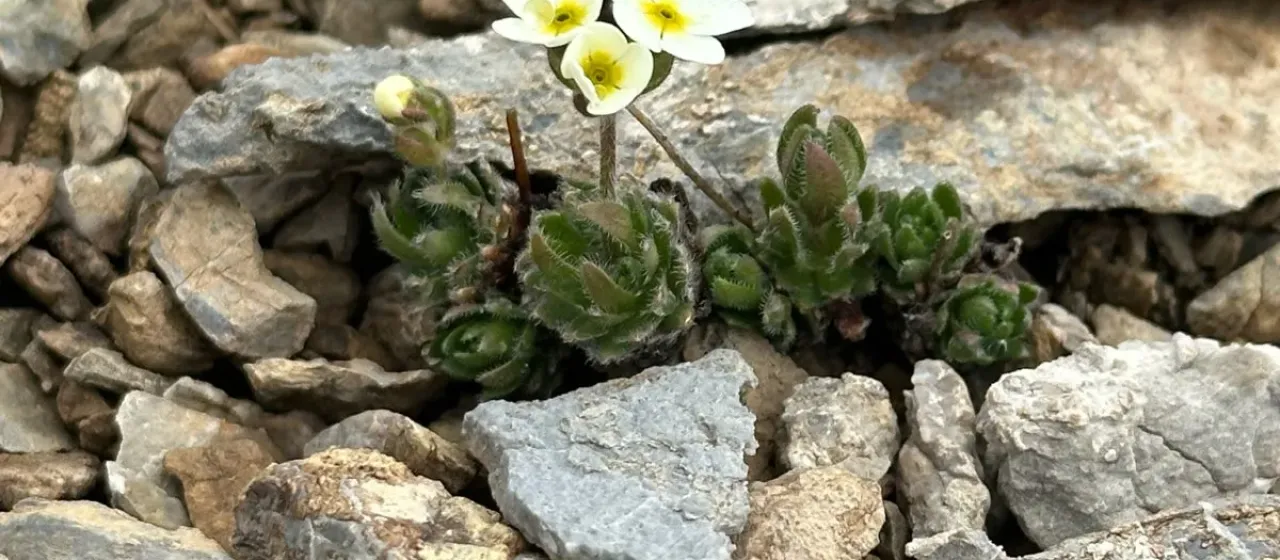 Androsace lehmanniana