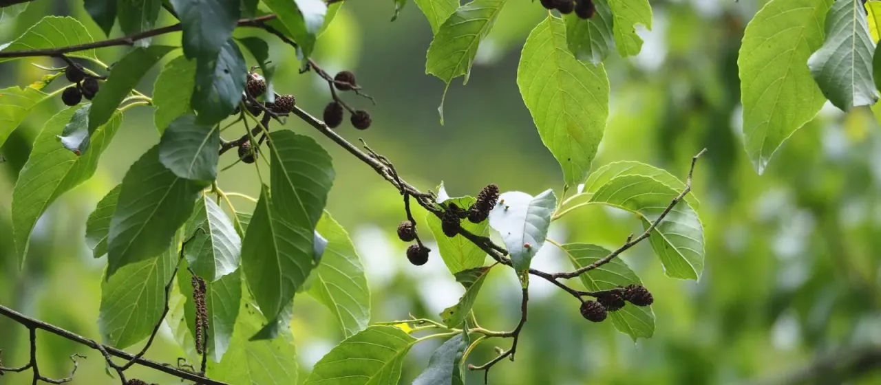 Formosan alder