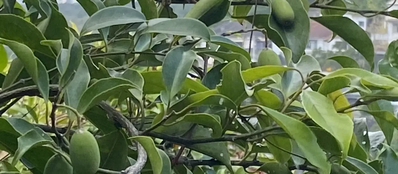 Erycibe henryi