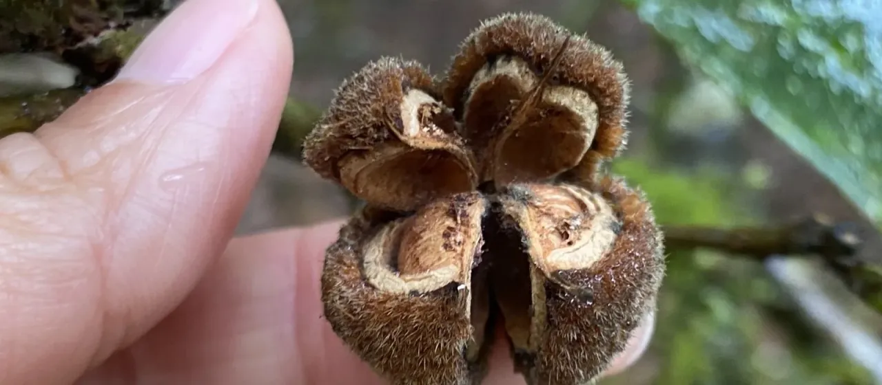 Sloanea dasycarpa