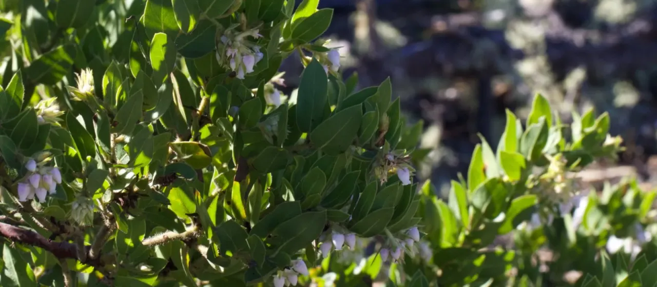 Arctostaphylos virgata