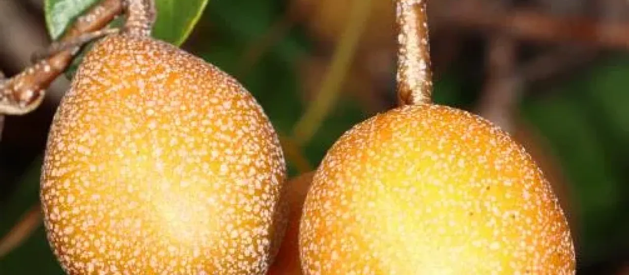 Nonda plum