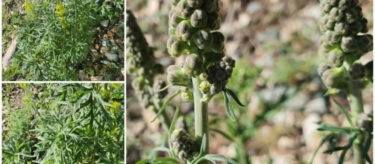 Bearded monkshood