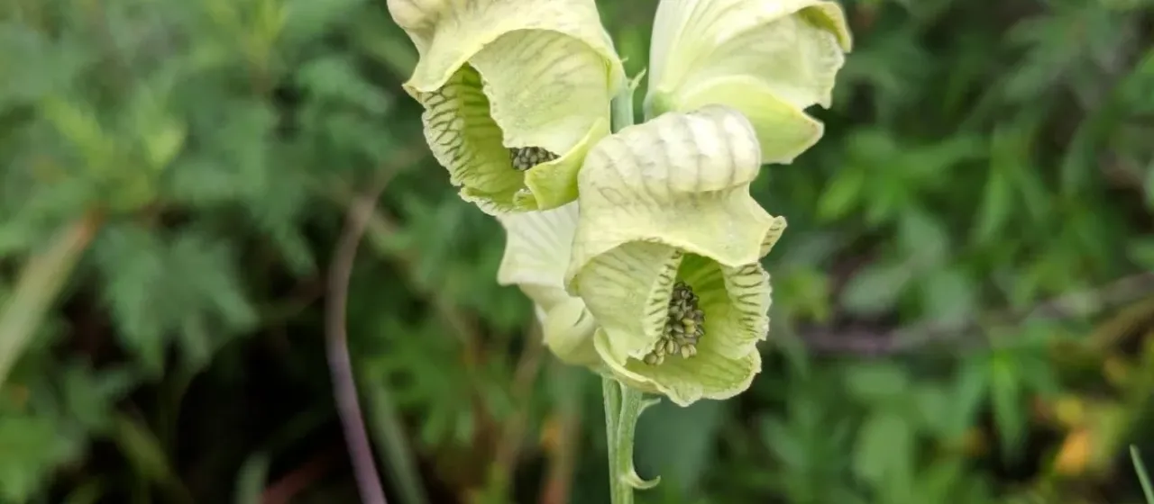 Aconitum coreanum