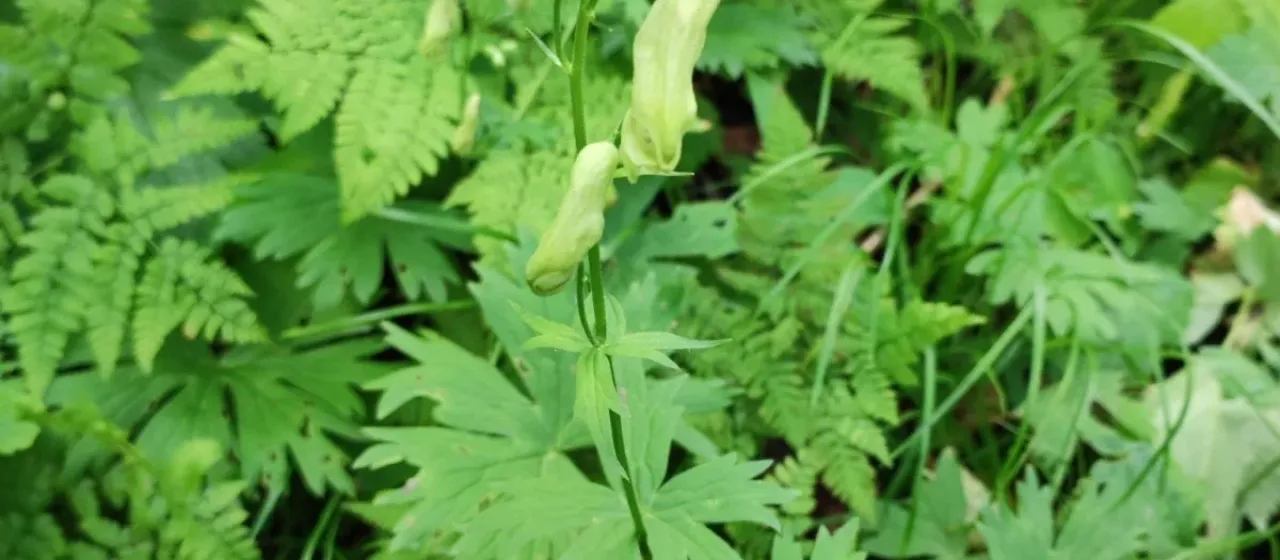 Aconitum umbrosum