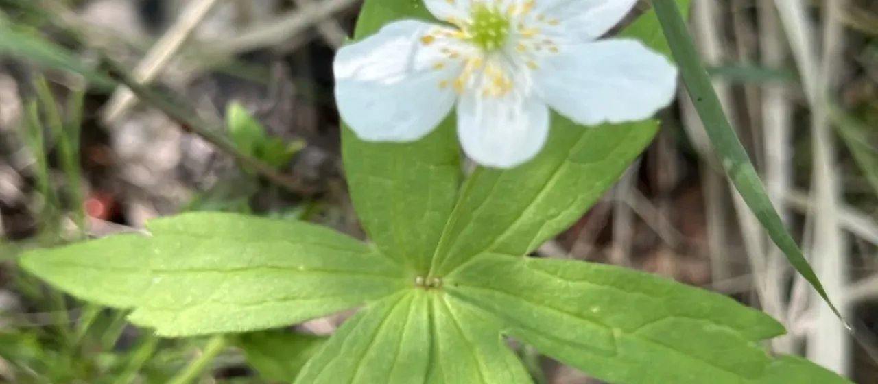 Anemonastrum dichotomum