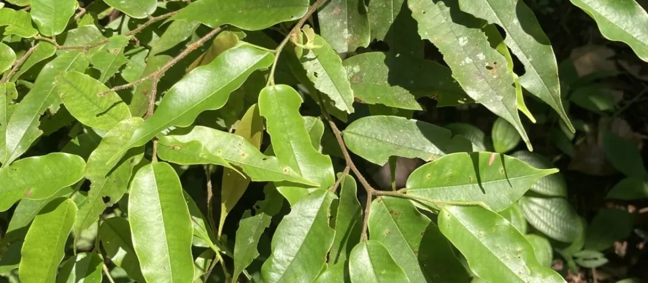 Shorea trapezifolia