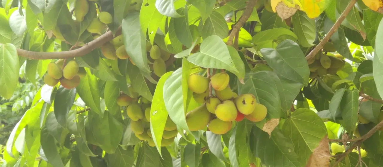 Sterculia ceramica