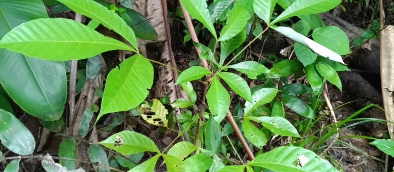 Sterculia pruriens